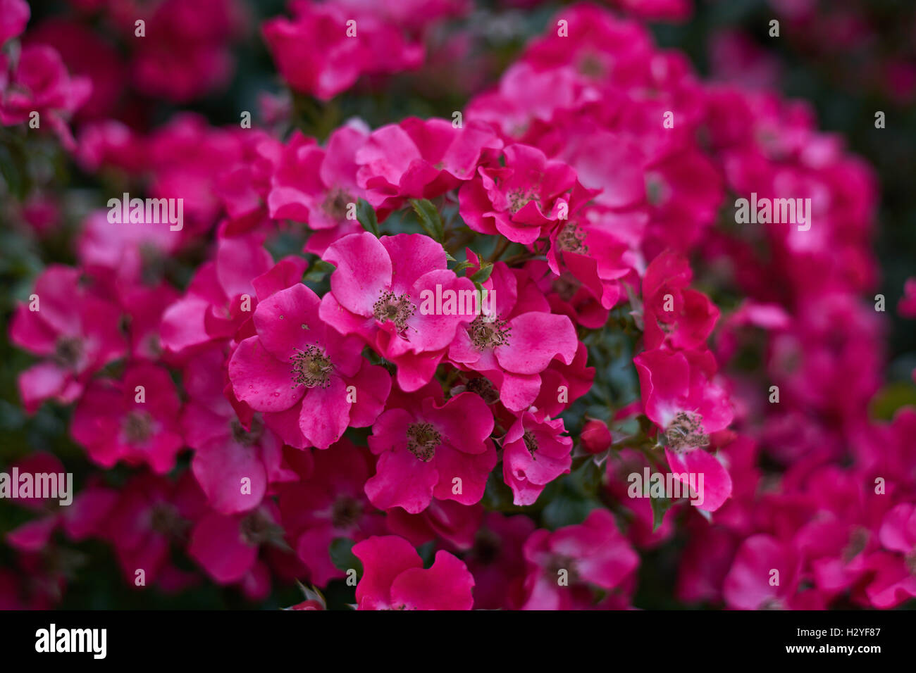 Deep pink lussureggianti rose rosa fiori in cluster Foto Stock