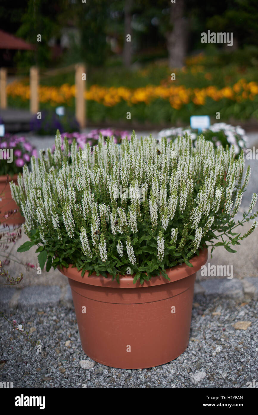 Lussureggiante di porpora viola salvia fioritura in pentola Salvia nemorosa , sensazione bianco medio Foto Stock