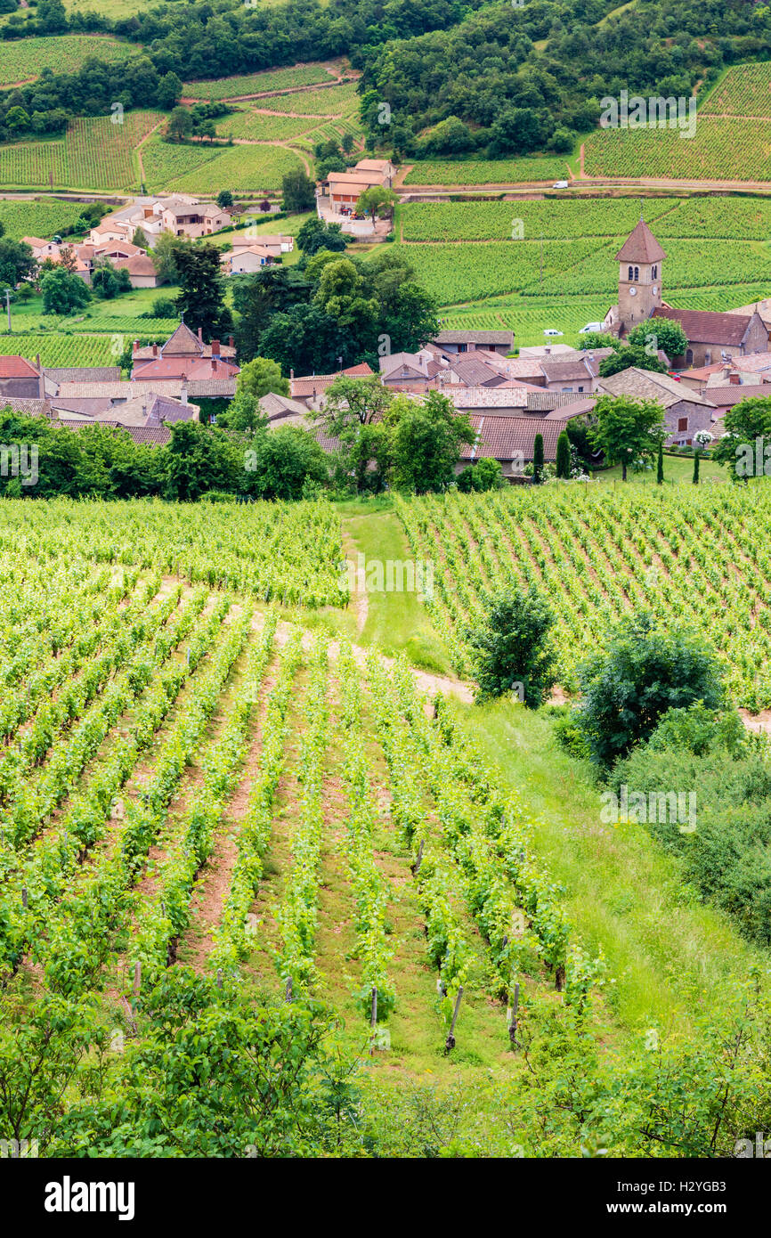 La piccola città di Solutré-Pouilly e i suoi vigneti nel sud della Borgogna, Bourgogne-Franche-Comté, Francia Foto Stock