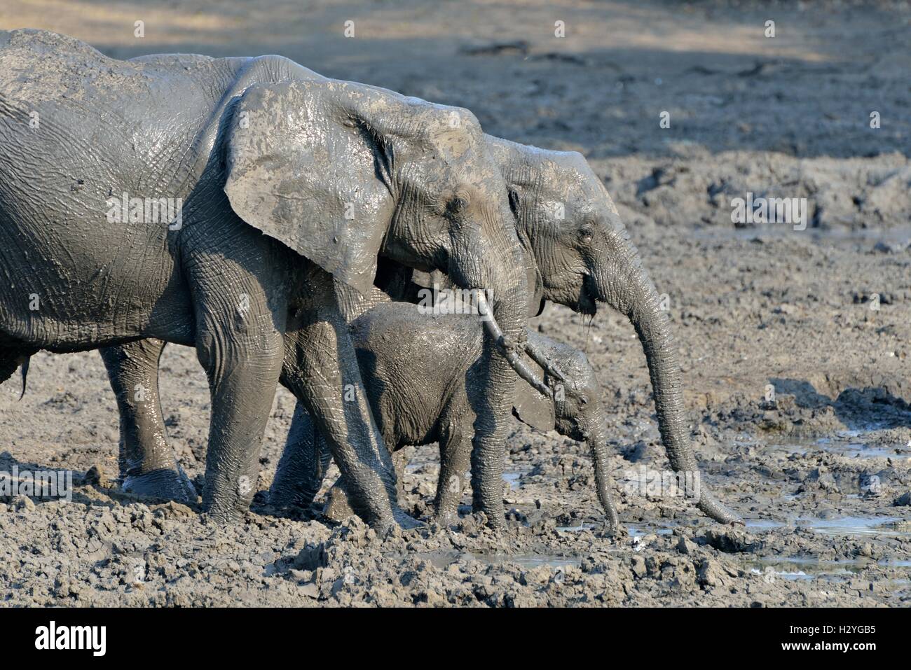 Coperti di fango l'elefante africano (Loxodonta africana), elefante famiglia, baby elephant, Kanga waterhole, Parco Nazionale di Mana Pools Foto Stock