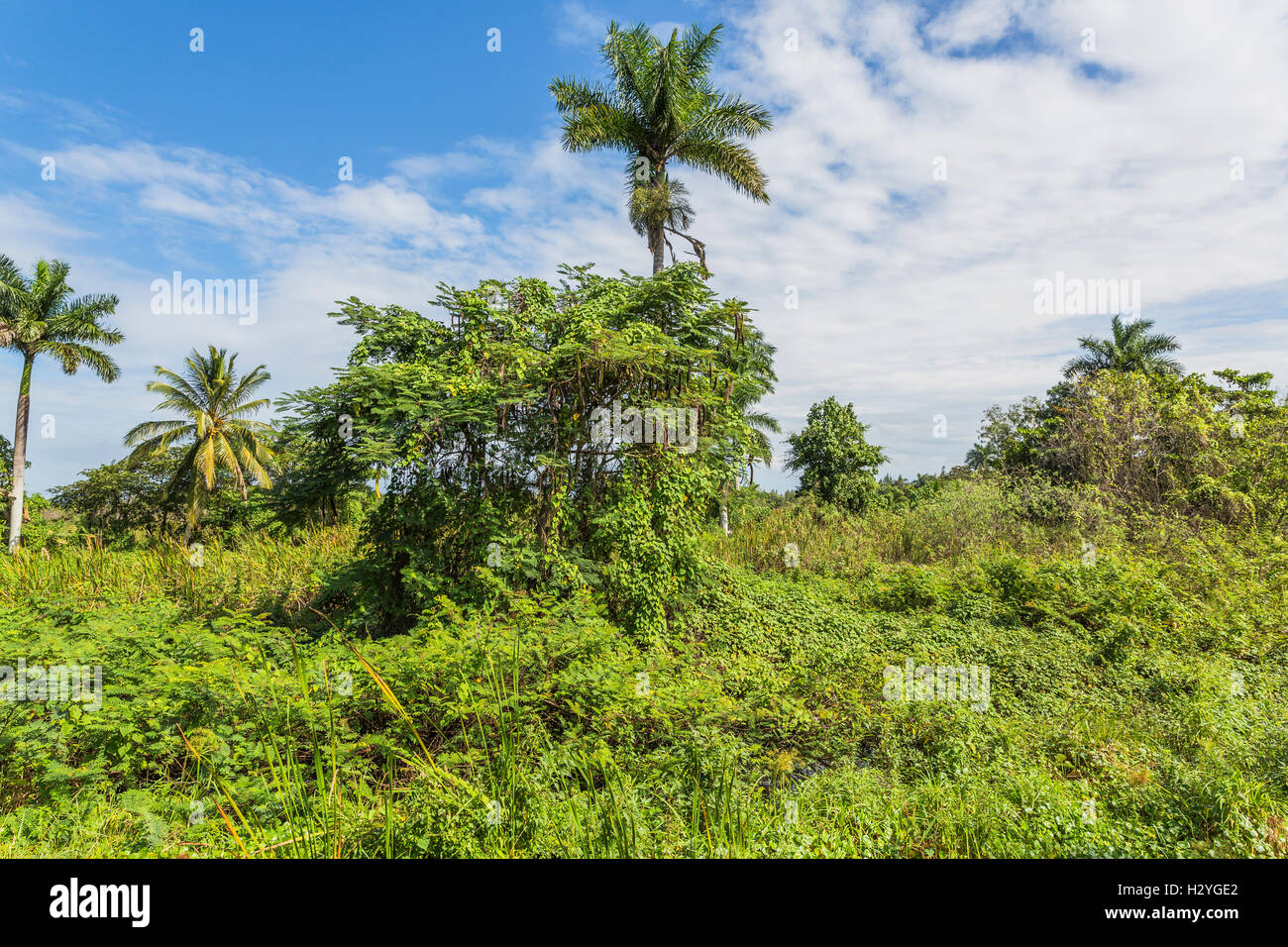La lussureggiante vegetazione nella riserva naturale vicino Guamá, penisola di Zapata, Cuba Foto Stock