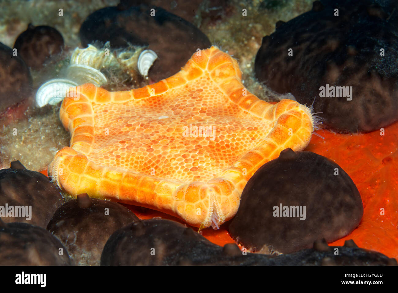 Cuscino placenta starfish (Sphaerodiscus placenta), Sithonia, Calcidica, anche Halkidiki, Egeo, Mediterraneo, Grecia Foto Stock