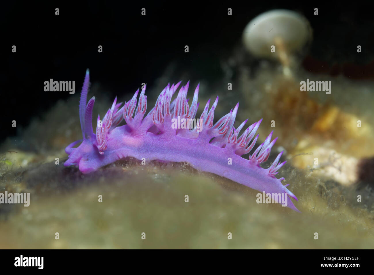 Viola di mare (slug Flabellina affinis) Sithonia, Calcidica, anche Halkidiki, Egeo, Mediterraneo, Grecia Foto Stock