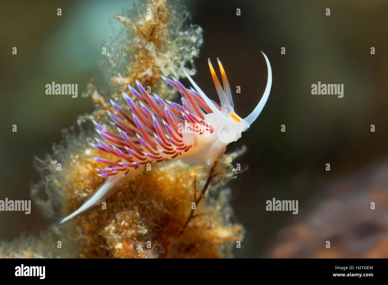 Sea slug (Cratena peregrina), Sithonia, Calcidica, anche Halkidiki, Egeo, Mediterraneo, Grecia Foto Stock