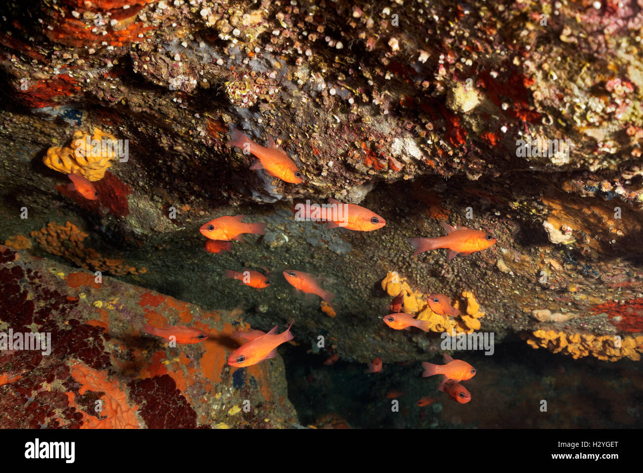 Sporgenza con uno sciame di cardinalfish (Apogon imberbis), Sithonia, Calcidica, anche Halkidiki, Egeo, Mediterraneo, Grecia Foto Stock