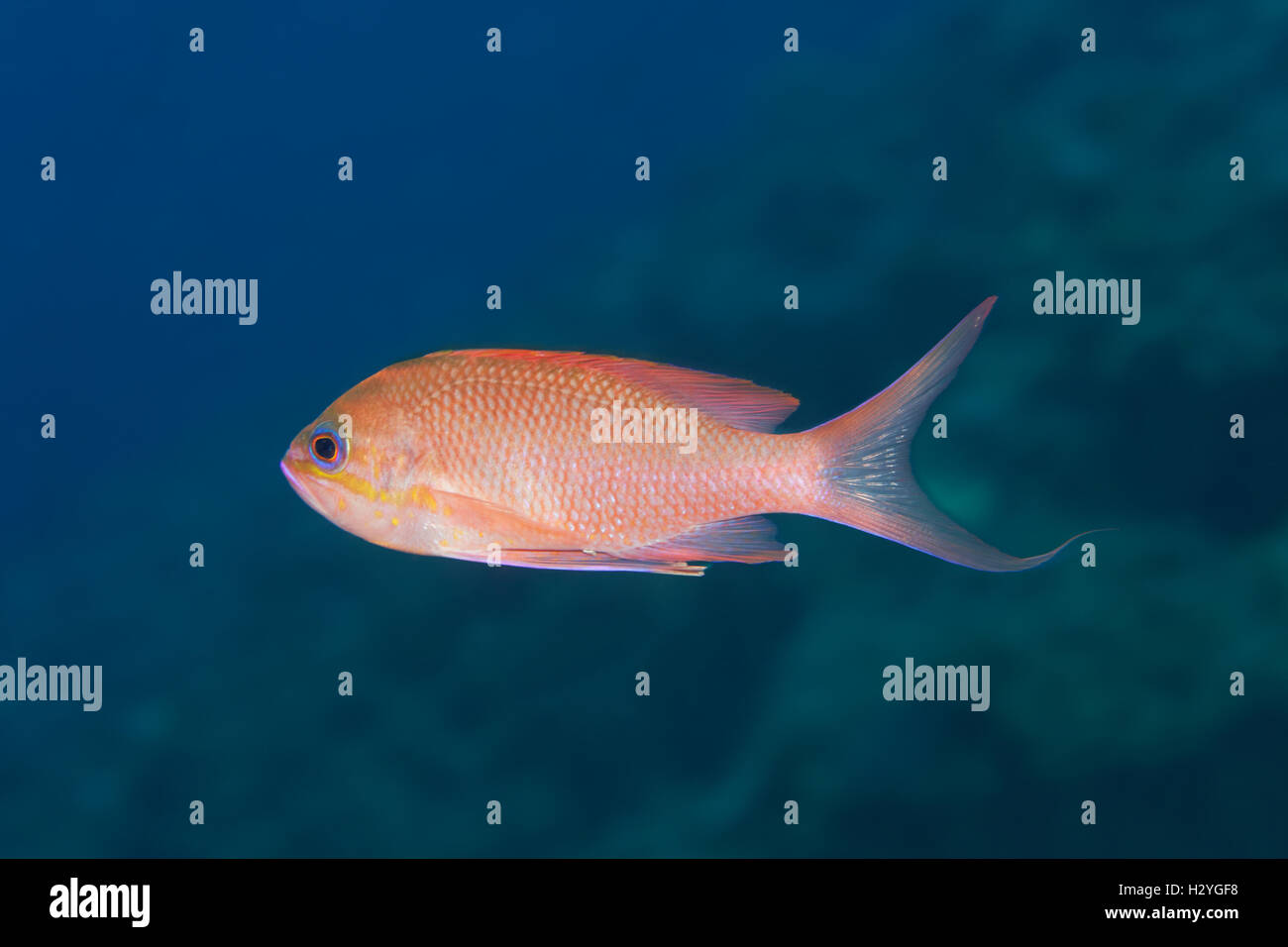 Mediterraneo (Anthias Anthias anthias) maschio, Sithonia, Calcidica, anche Halkidiki, Egeo, Mediterraneo, Grecia Foto Stock