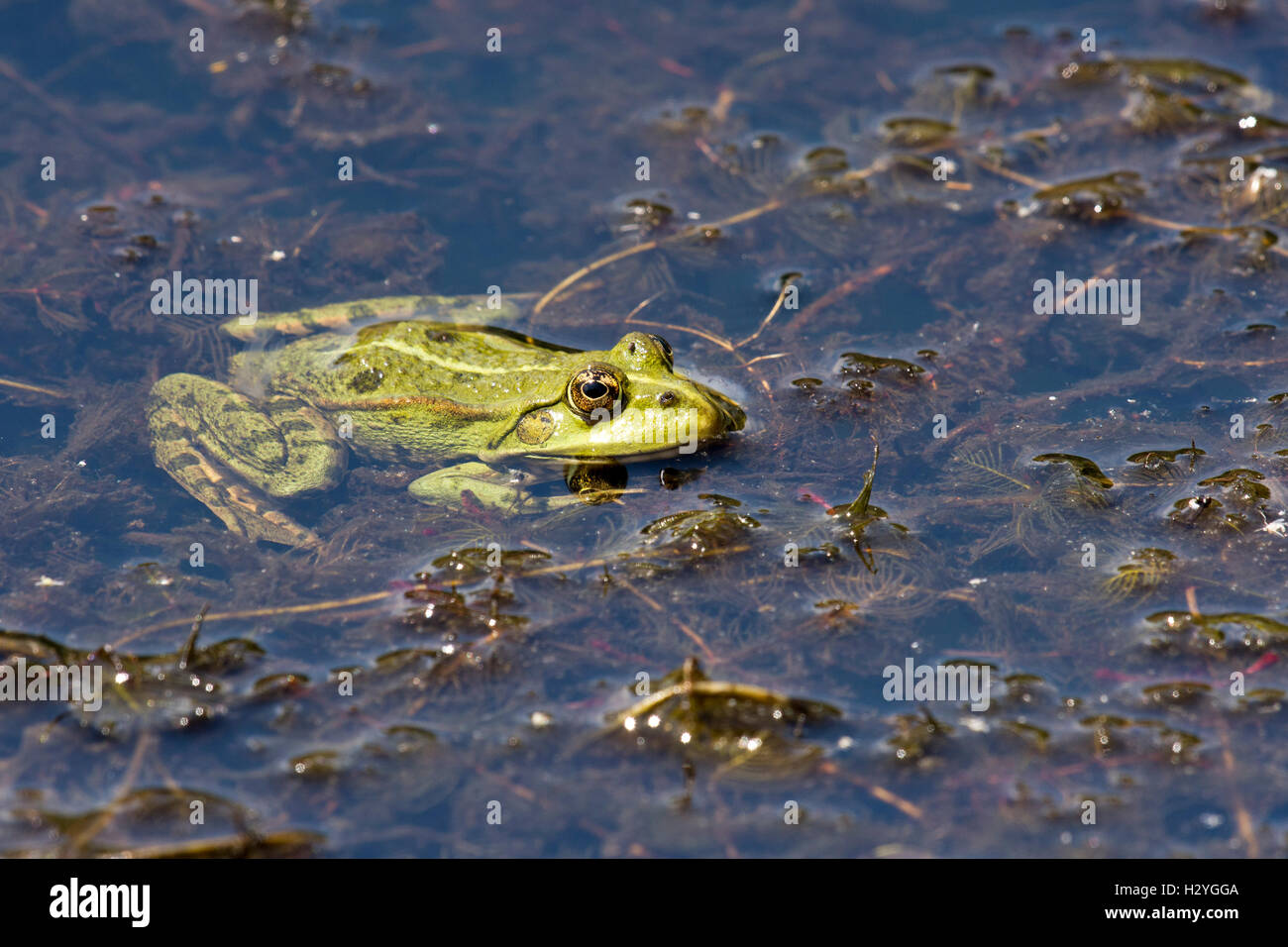 La rana verde (Rana esculenta), impianti idrici, Burgenland, Austria Foto Stock