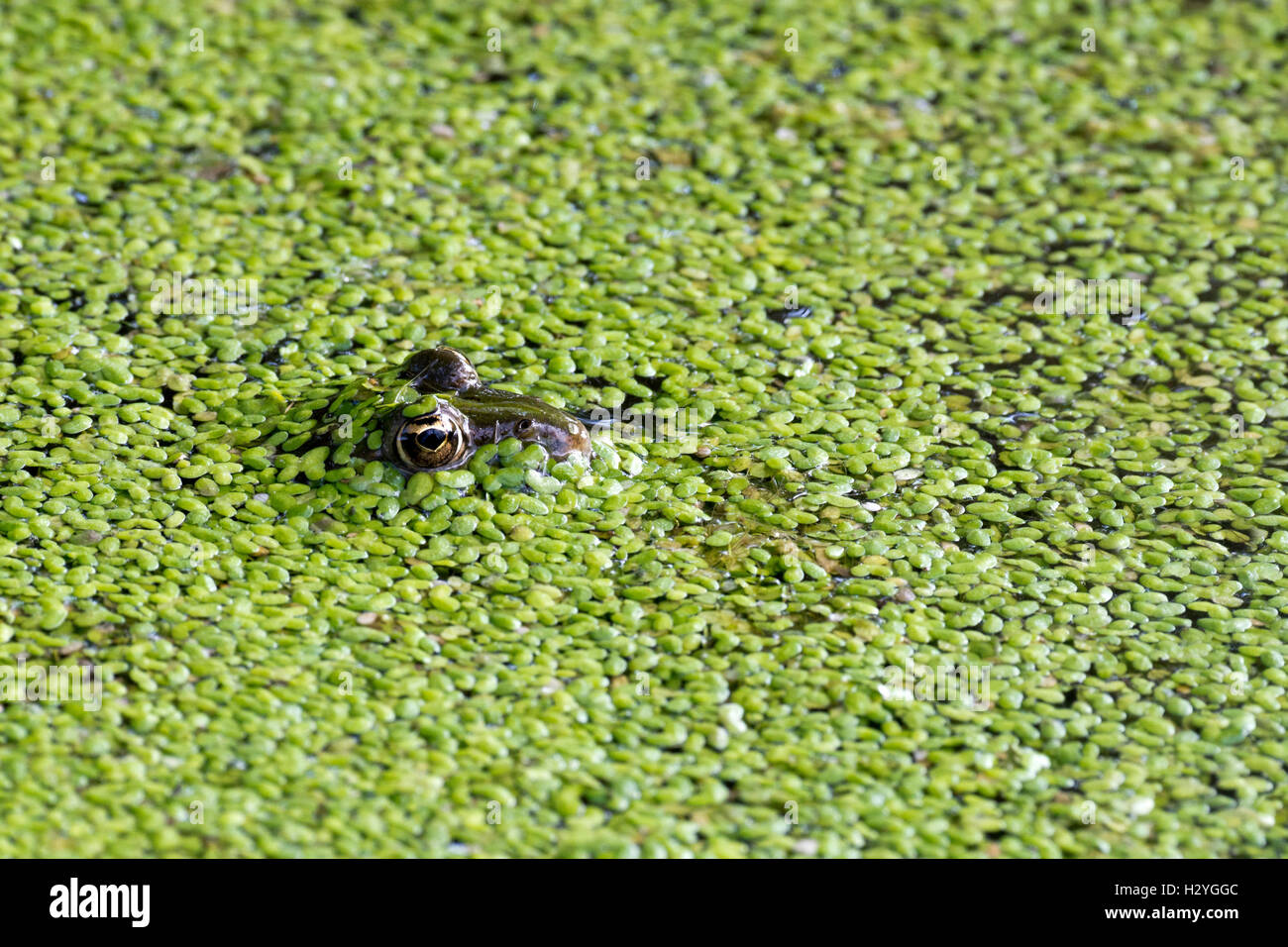 La rana verde (Rana esculenta) lenticchie d'acqua, acqua, Burgenland, Austria Foto Stock