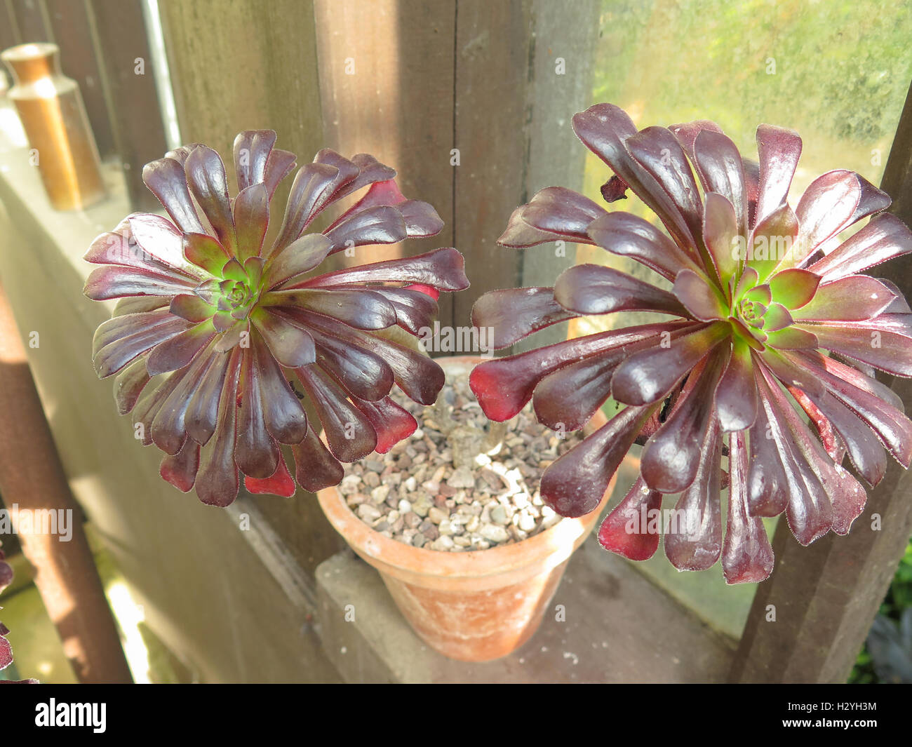Aeonium arboretum, Aeonium ad albero o albero semprevivo crescendo in un conservatorio Foto Stock
