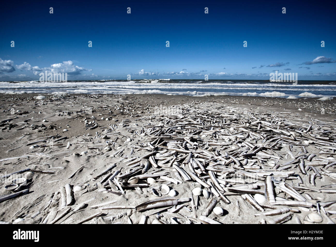 Vista di una spiaggia di sabbia con conchiglie di mare in Normandia Francia Foto Stock