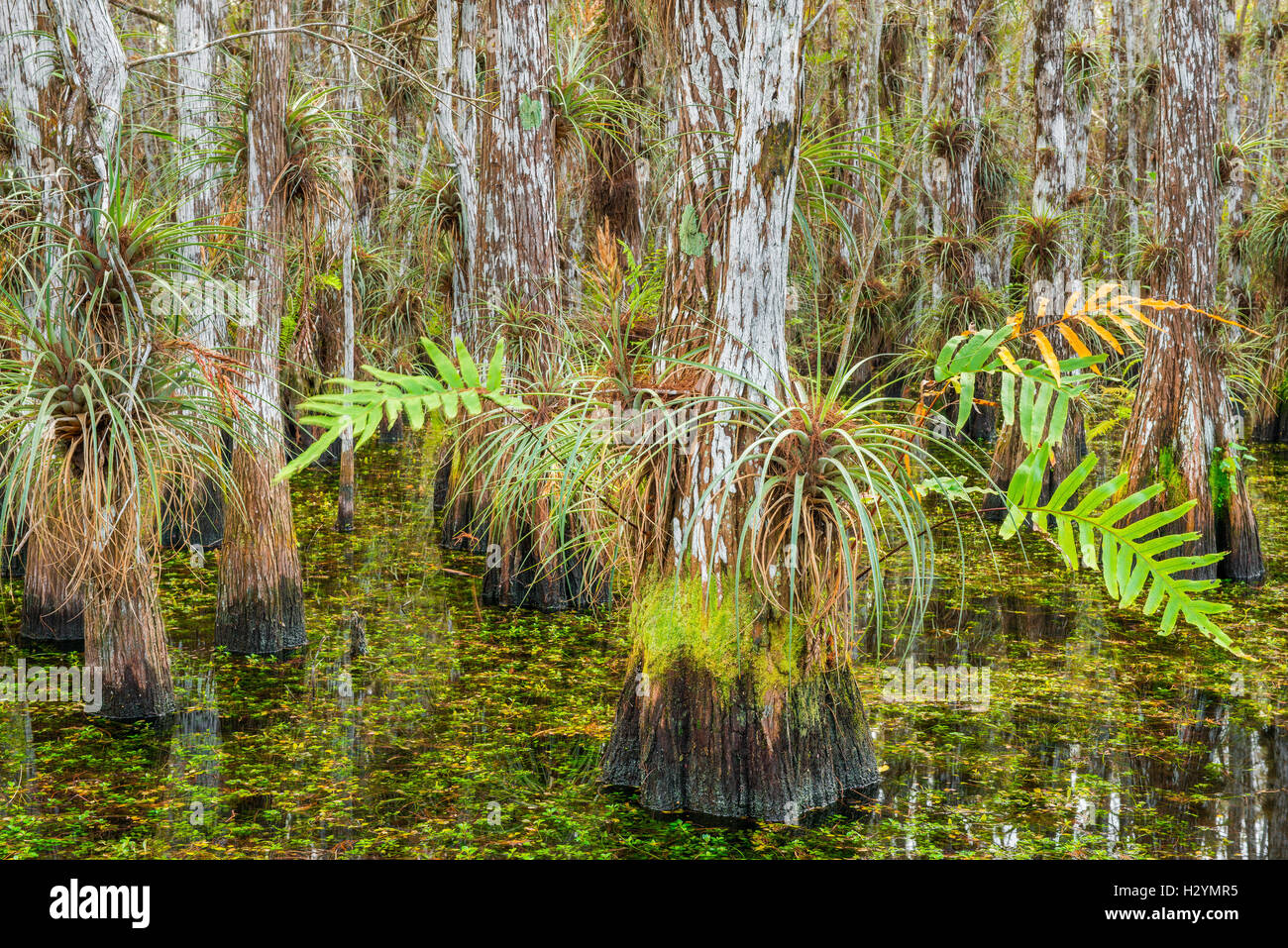 Cipresso calvo alberi coperti di bromeliacee e felci all'interno di una cupola di cipressi - Everglades National Park Florida USA Foto Stock
