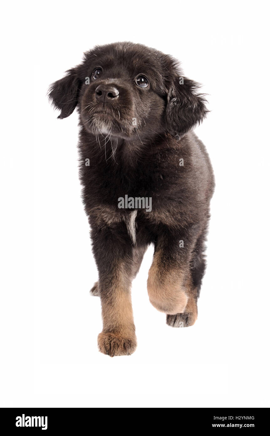 Adorabile cucciolo di camminare su sfondo bianco Foto Stock