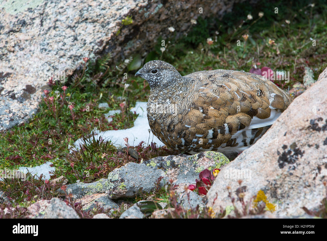 White-tailed ptarmigan (Lagopus leucura) mimetizzati fra lichen rocce coperte, montagne rocciose, Colorado, STATI UNITI D'AMERICA Foto Stock