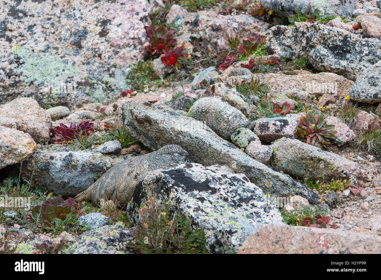 White-tailed ptarmigan (Lagopus leucura) mimetizzati fra lichen rocce coperte, montagne rocciose, Colorado, STATI UNITI D'AMERICA Foto Stock