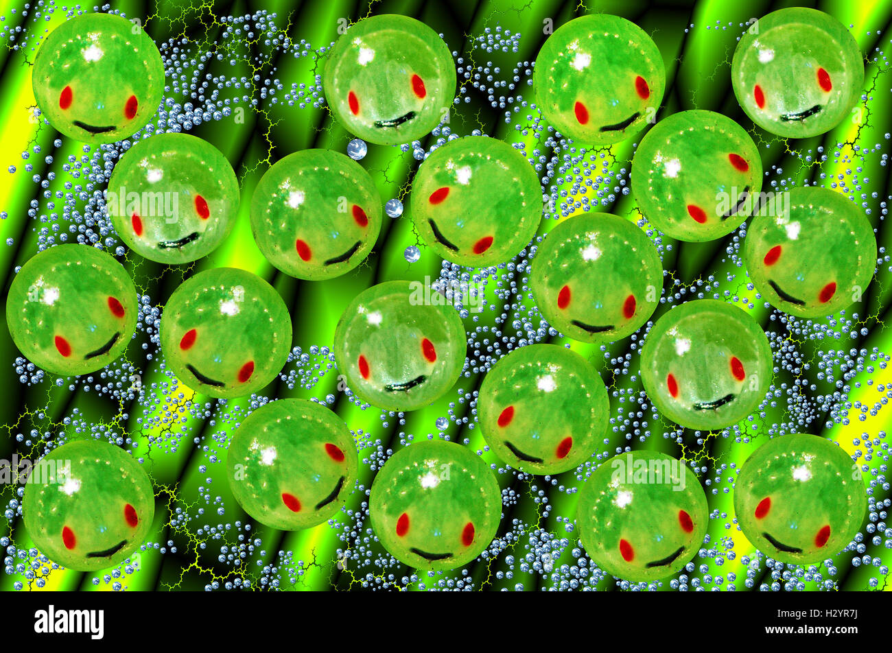 La natura della Smilies, Verde Shieldbugs Uova (Palomena Prasina) Foto Stock