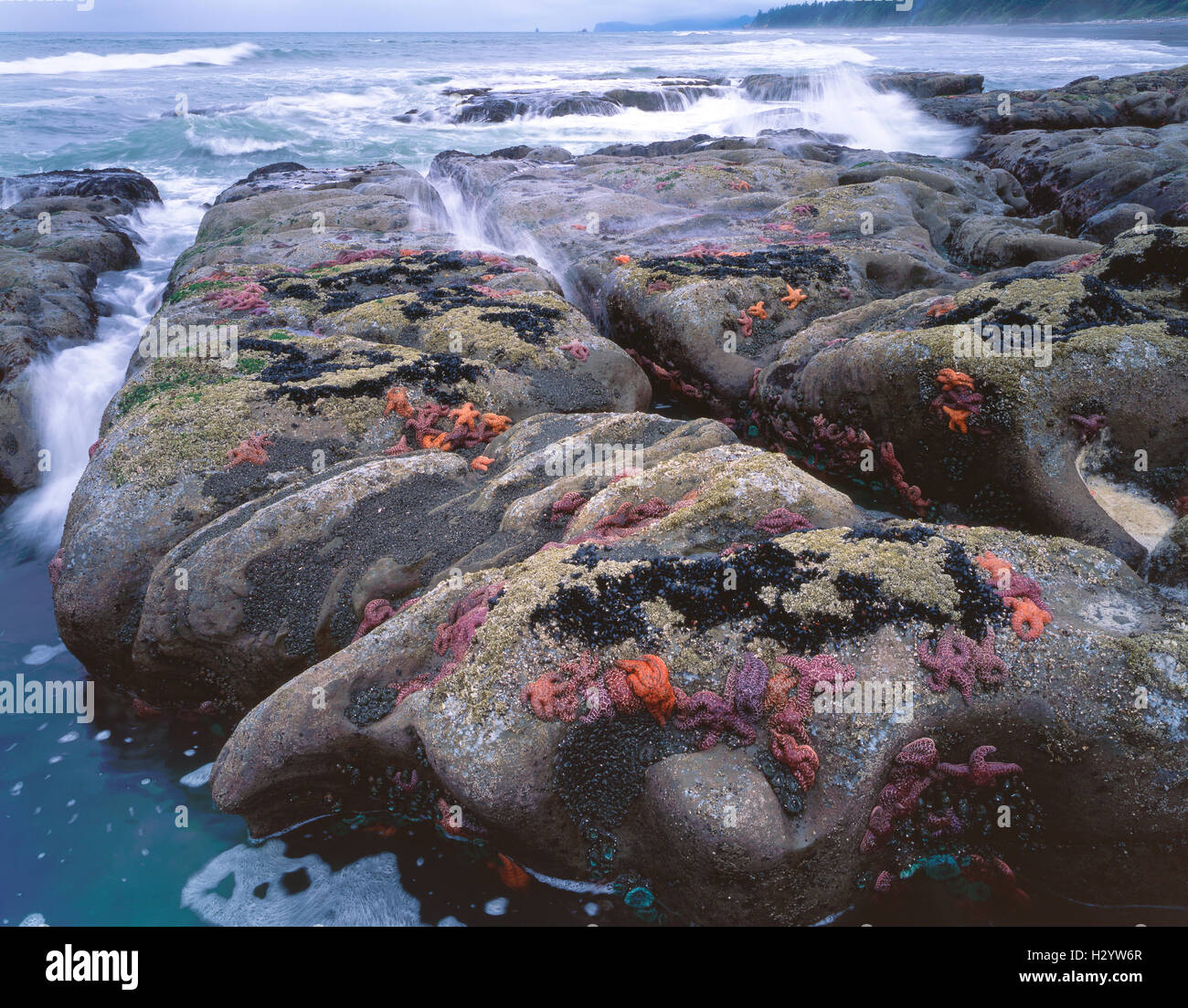 Coste rocciose e pozze di marea con ocra Starfish (Pisaster ochraceus), il Parco Nazionale di Olympic, oceano pacifico, WA USA Foto Stock
