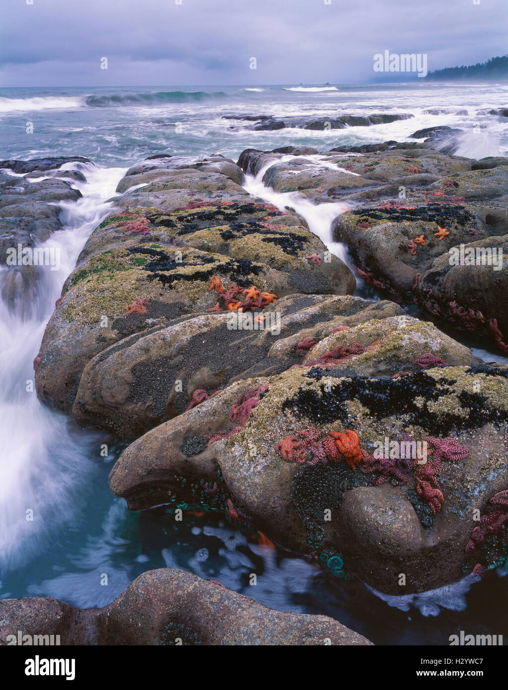 Coste rocciose e pozze di marea con ocra Starfish (Pisaster ochraceus), il Parco Nazionale di Olympic, oceano pacifico, WA USA Foto Stock