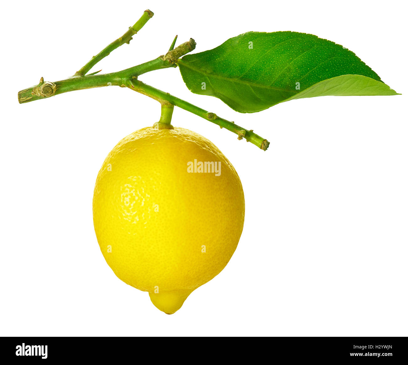 Limone isolato su bianco. Fresche e mature limone Foto Stock