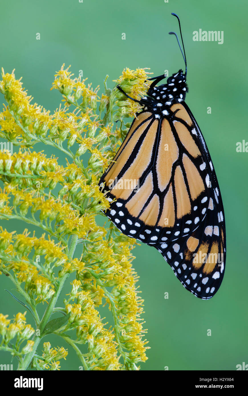 Farfalla monarca (Danaus plexippus) su oro (Solidago sps), fine estate, inizio autunno, E STATI UNITI D'AMERICA, da saltare Moody/Dembinsky Foto Assoc Foto Stock