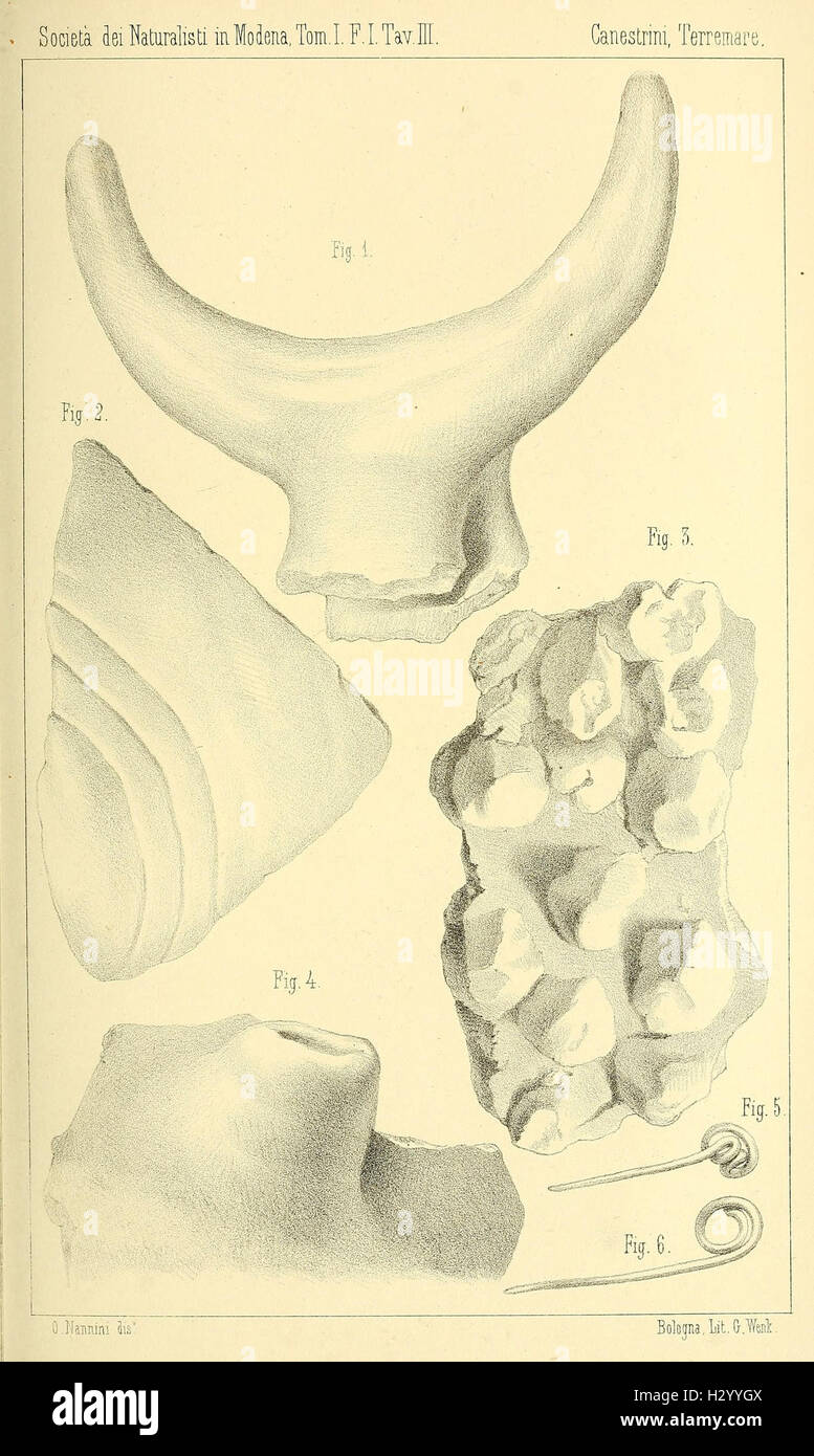 Atti della Società dei naturalisti e matematici di Modena BHL336 Foto Stock