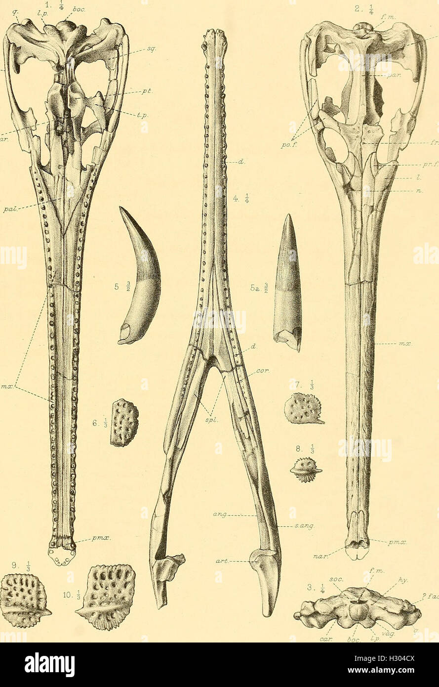 Un catalogo descrittivo dei rettili marini della Oxford argilla. Basato sulla collezione di Leeds nel British Museum di storia naturale), Londra (1910) (2068702 Foto Stock