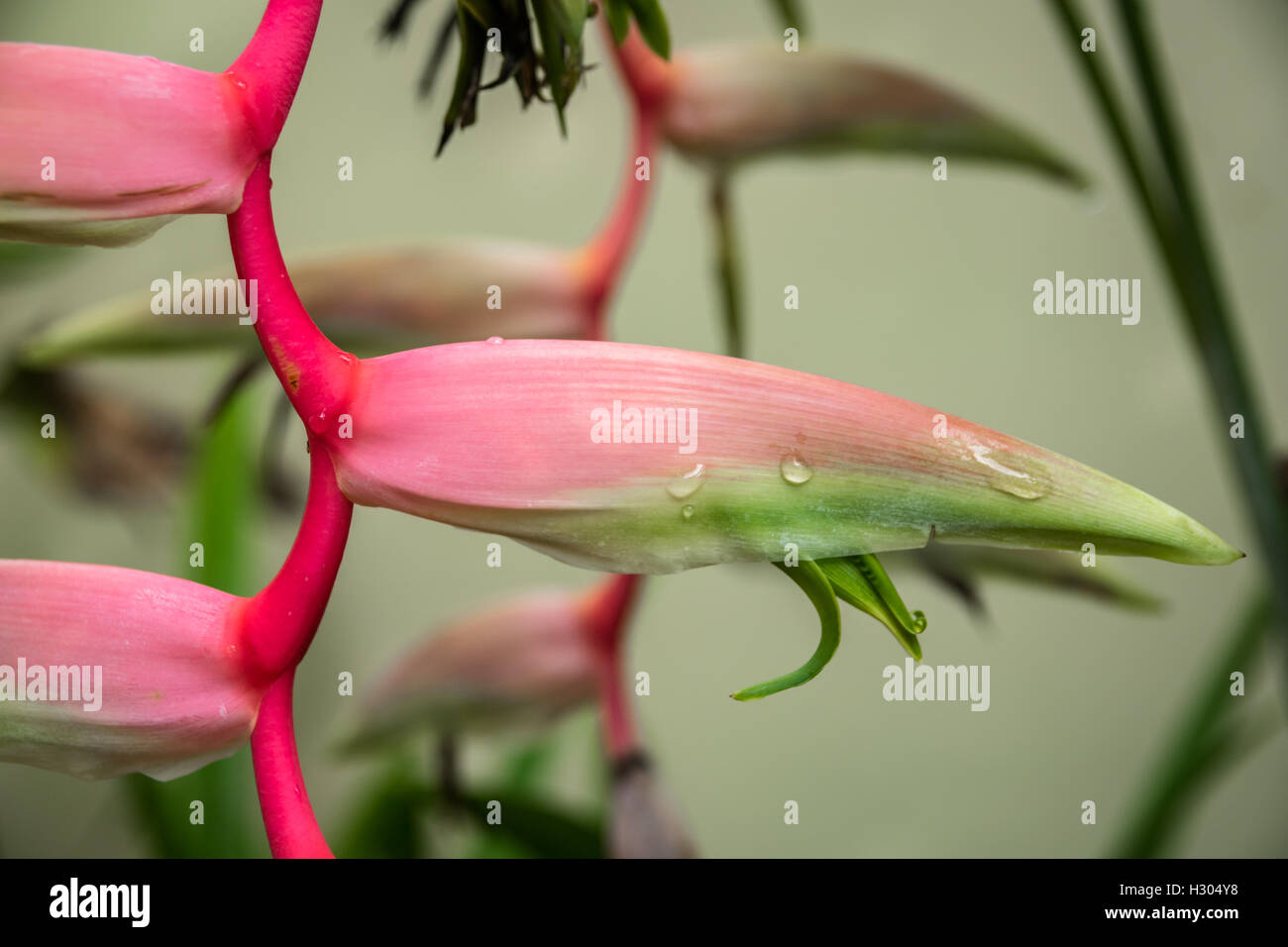 Lobster claw, rosa heliconia tropicale Fiore, vista da vicino Foto Stock