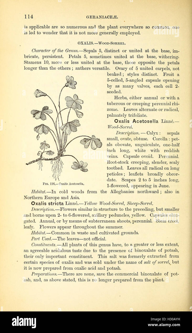 Un manuale del medico di botanica del Nord America (pagina 114, Fig. 116) BHL401 Foto Stock