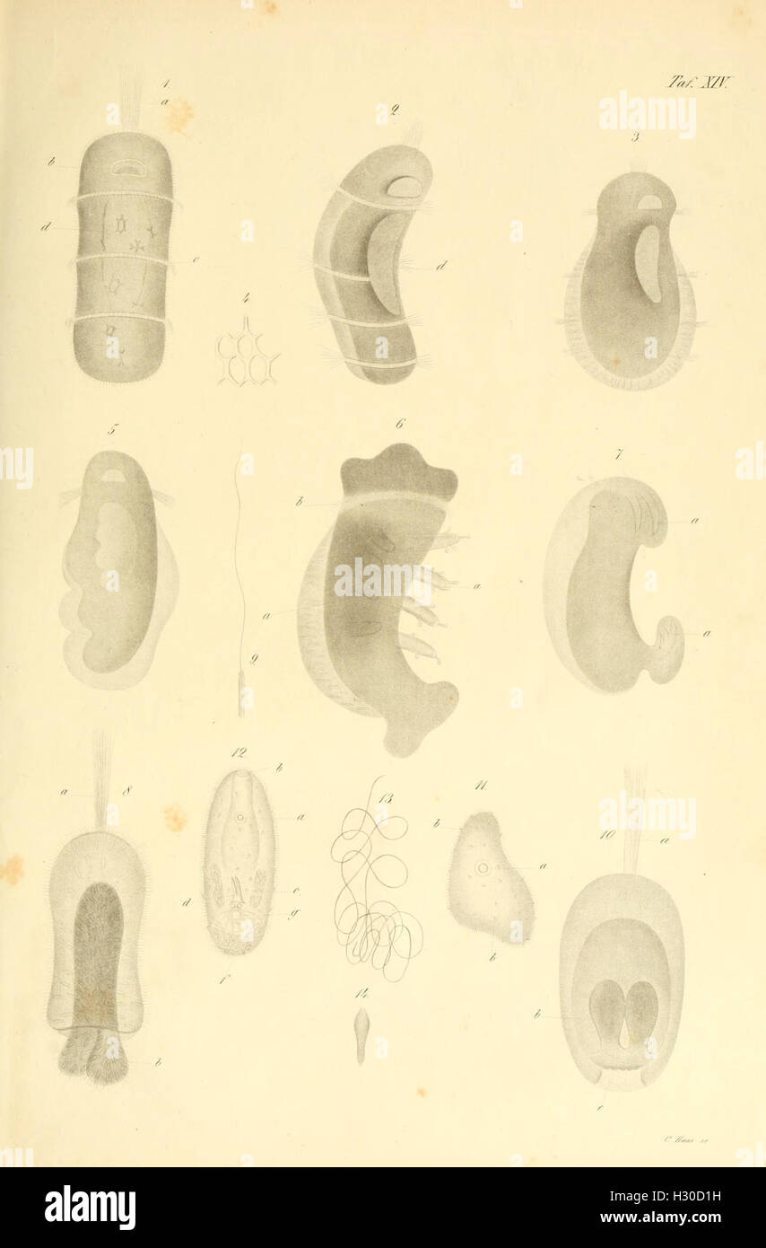 Beobachtungen über Anatomie und Entwickelung einiger wirbellosen Seethiere (piastra XIV) BHL99 Foto Stock