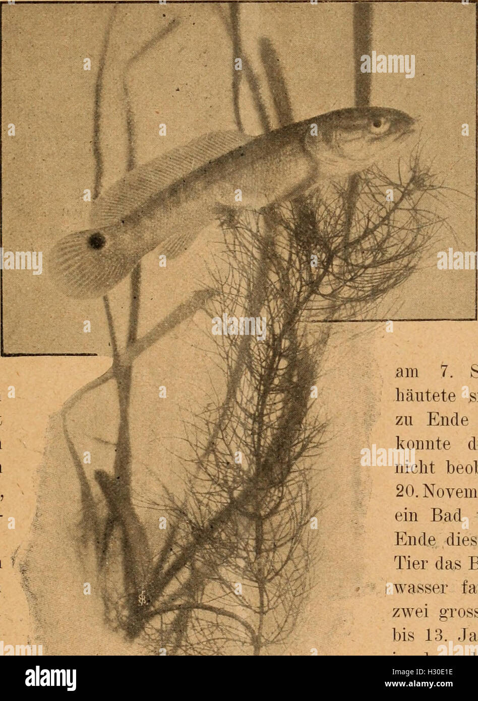 Blätter für Aquarien- und Terrarien-Kunde (1902) (2035998 Foto Stock