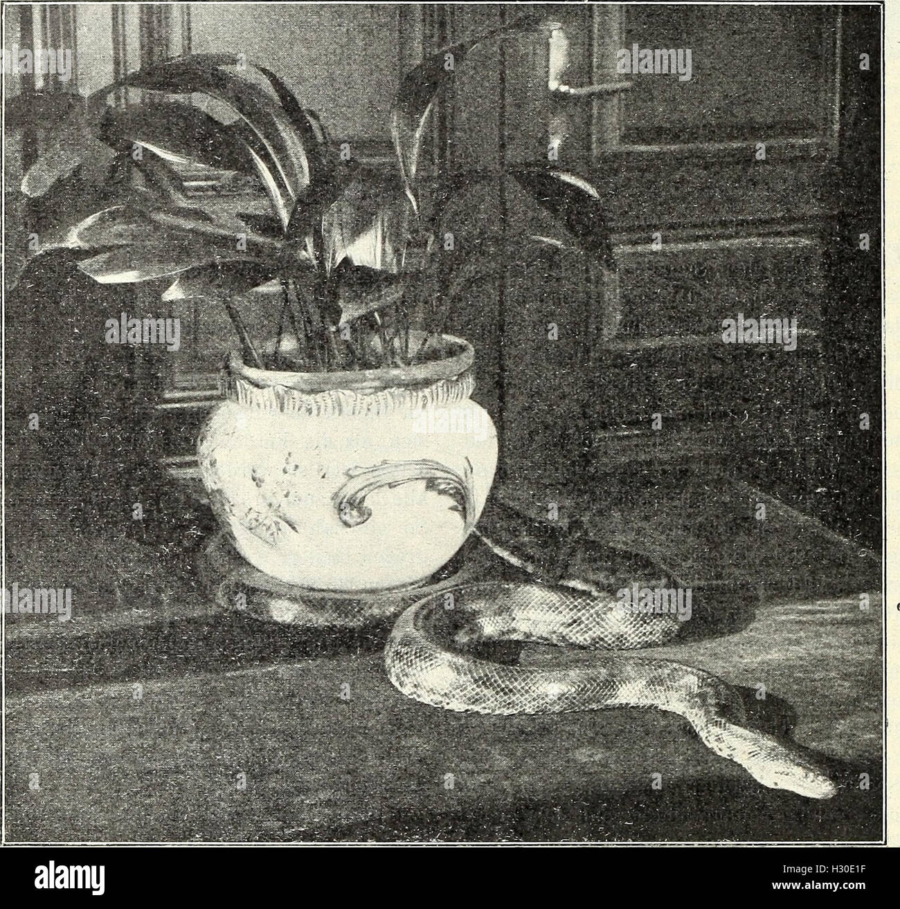 Blätter für Aquarien- und Terrarien-Kunde (1907) (1976573 Foto Stock