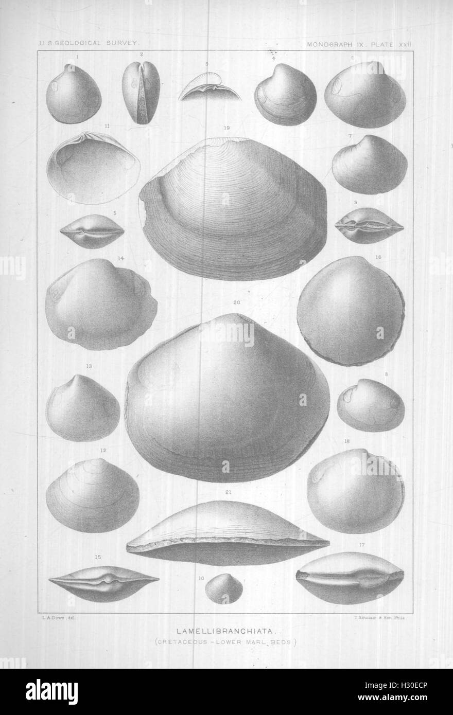 E Brachiopoda Lamellibranchiata di Raritan argille e marne greensand del New Jersey (piastra pagina xxii) BHL424 Foto Stock