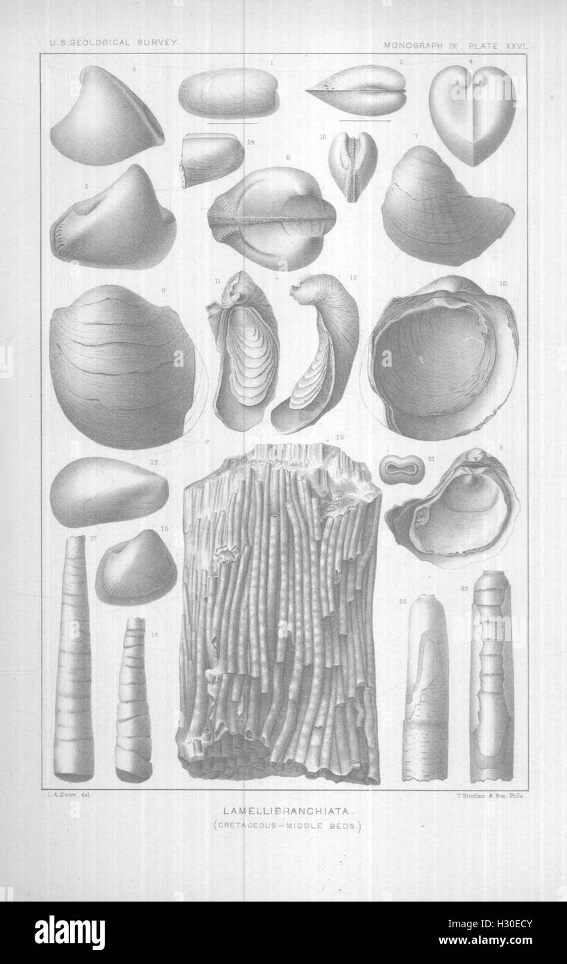 E Brachiopoda Lamellibranchiata di Raritan argille e marne greensand del New Jersey (piastra pagina XXVI) BHL424 Foto Stock