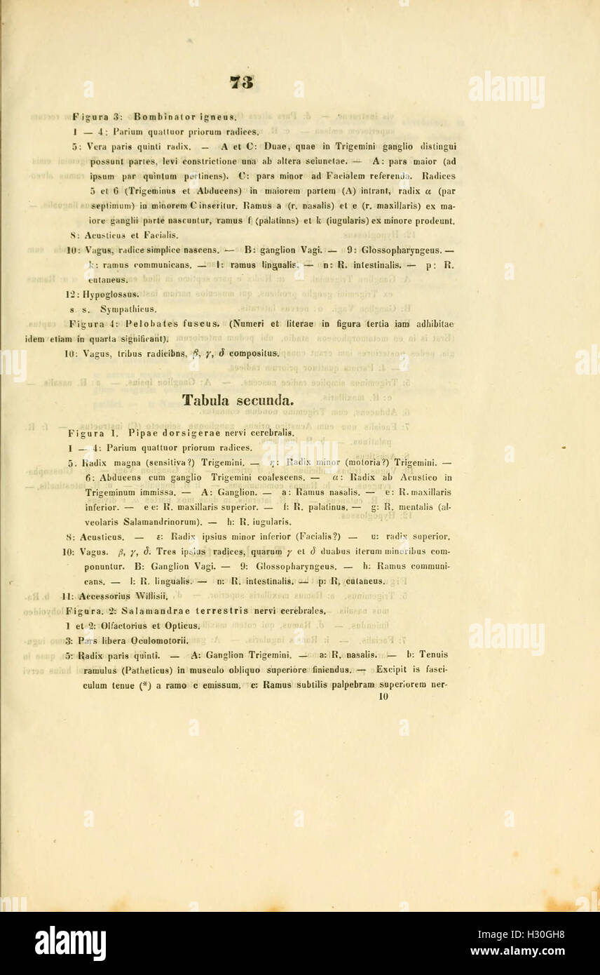 Pagina 73 di "Amphibiorum Nudorum Neurologiae" esplora gli aspetti neurologici degli anfibi, concentrandosi in particolare sul loro sistema nervoso e sull'elaborazione sensoriale. Foto Stock