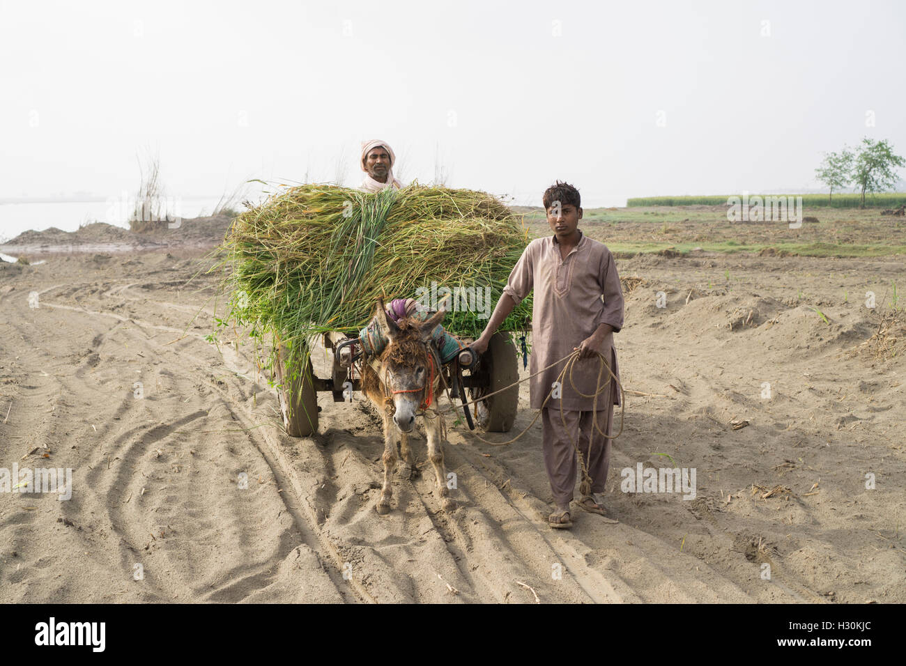 Due uomini con donkey lavora nel paese dal fiume Chenab Multan Pakistan Foto Stock