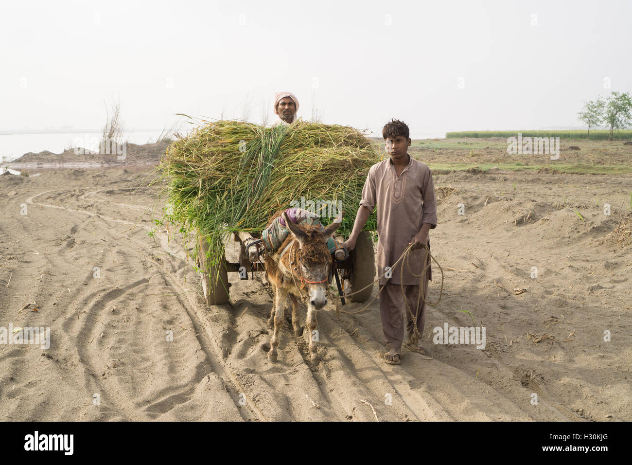 Due uomini con donkey lavora nel paese dal fiume Chenab Multan Pakistan Foto Stock