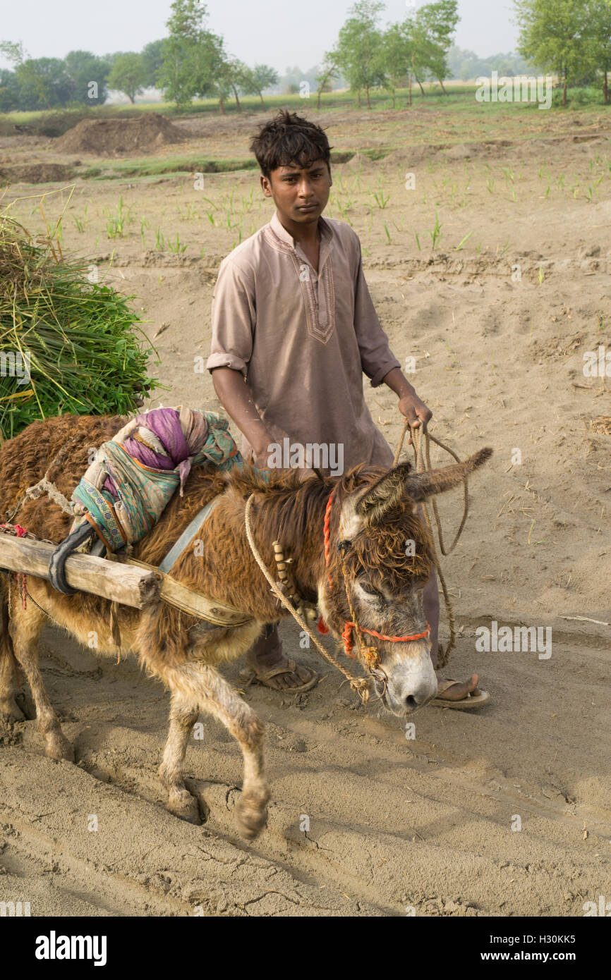 Giovane agricoltore con un asino che trasportano il raccolto Multan Pakistan Foto Stock