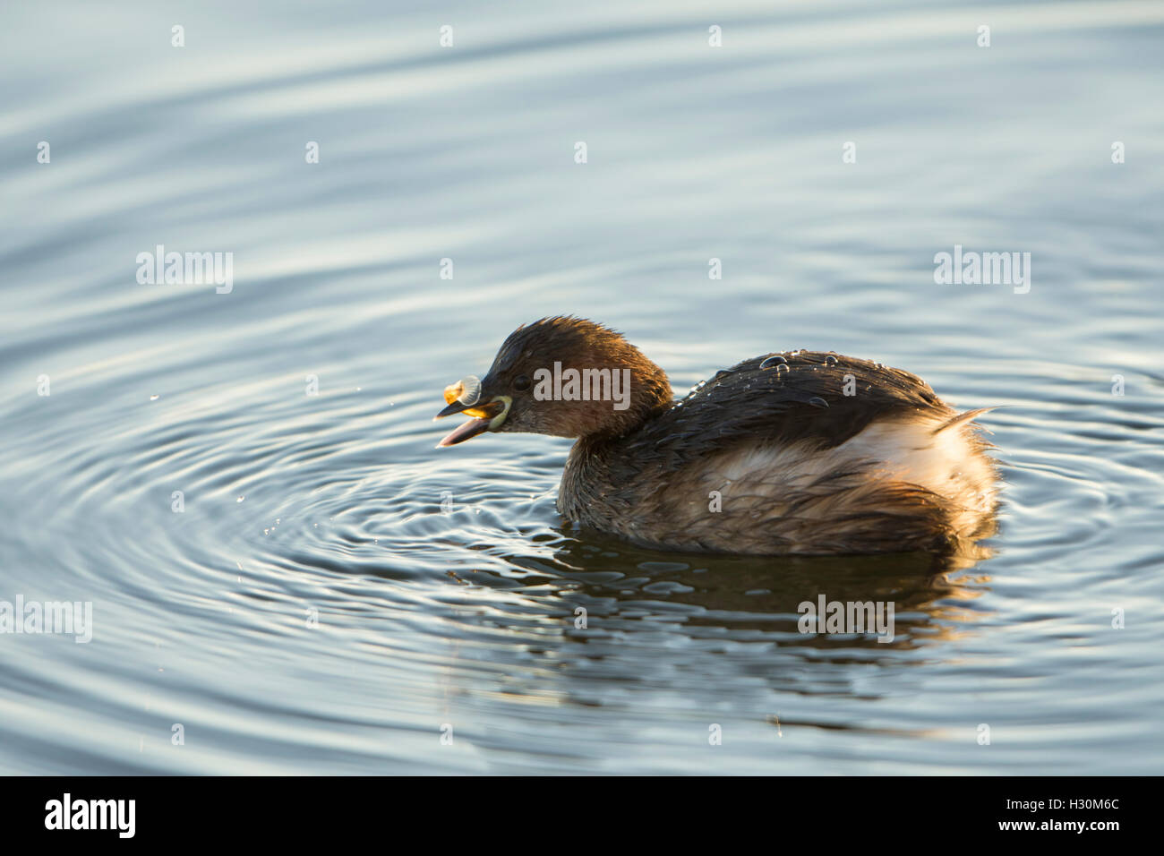 Un Tuffetto ingestione di un piccolo pesce, segala Harbour riserva naturale, East Sussex, Regno Unito Foto Stock