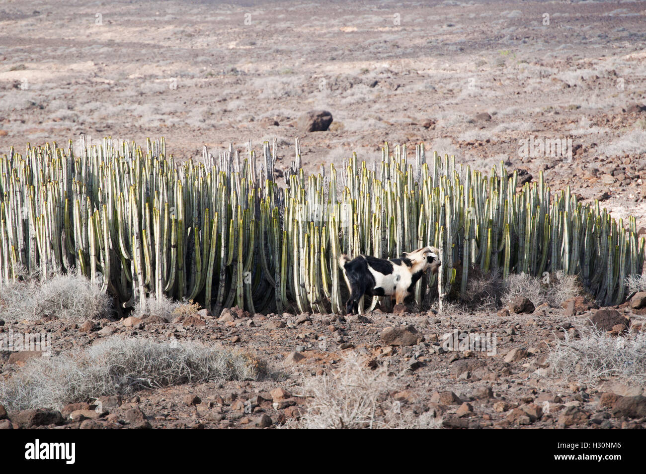 Fuerteventura: una capra e cactus sull'isola Foto Stock