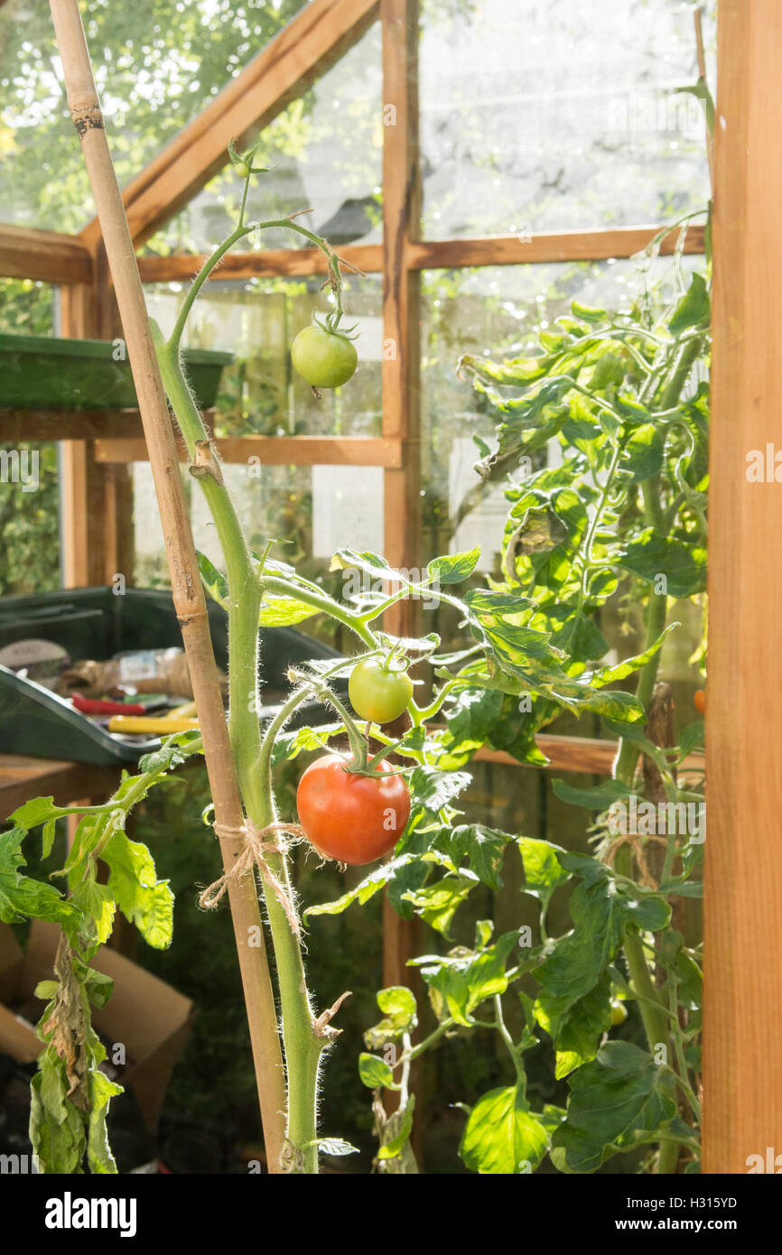 Stirlingshire, Scotland, Regno Unito - 3 October 2016: Regno Unito meteo: pomodori ancora maturare all'interno di una serra in Scozia che beneficiano di calore su una soleggiata giornata autunnale. Foto Stock