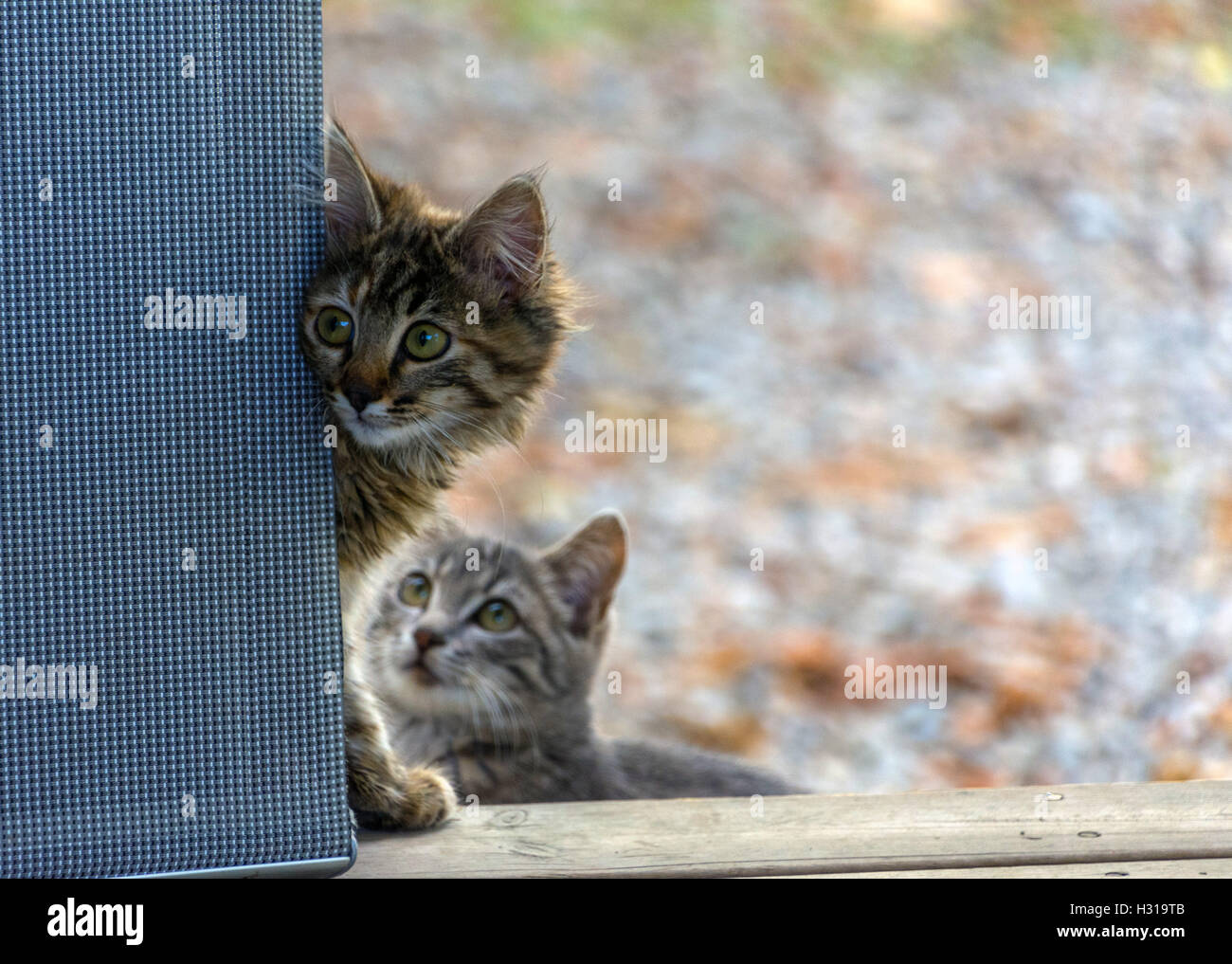 Timida feral tabby cat cercando angolo arrotondato, spaventata, Autunno colori colori dietro Foto Stock