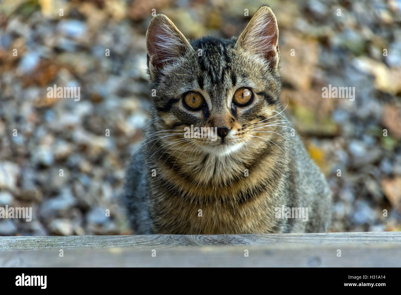 Timida feral tabby cat guardando la telecamera, spaventata, Autunno colori colori dietro Foto Stock