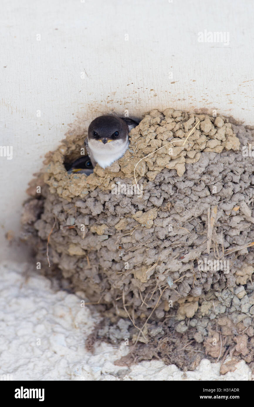 Hosemartins nel nido Foto Stock