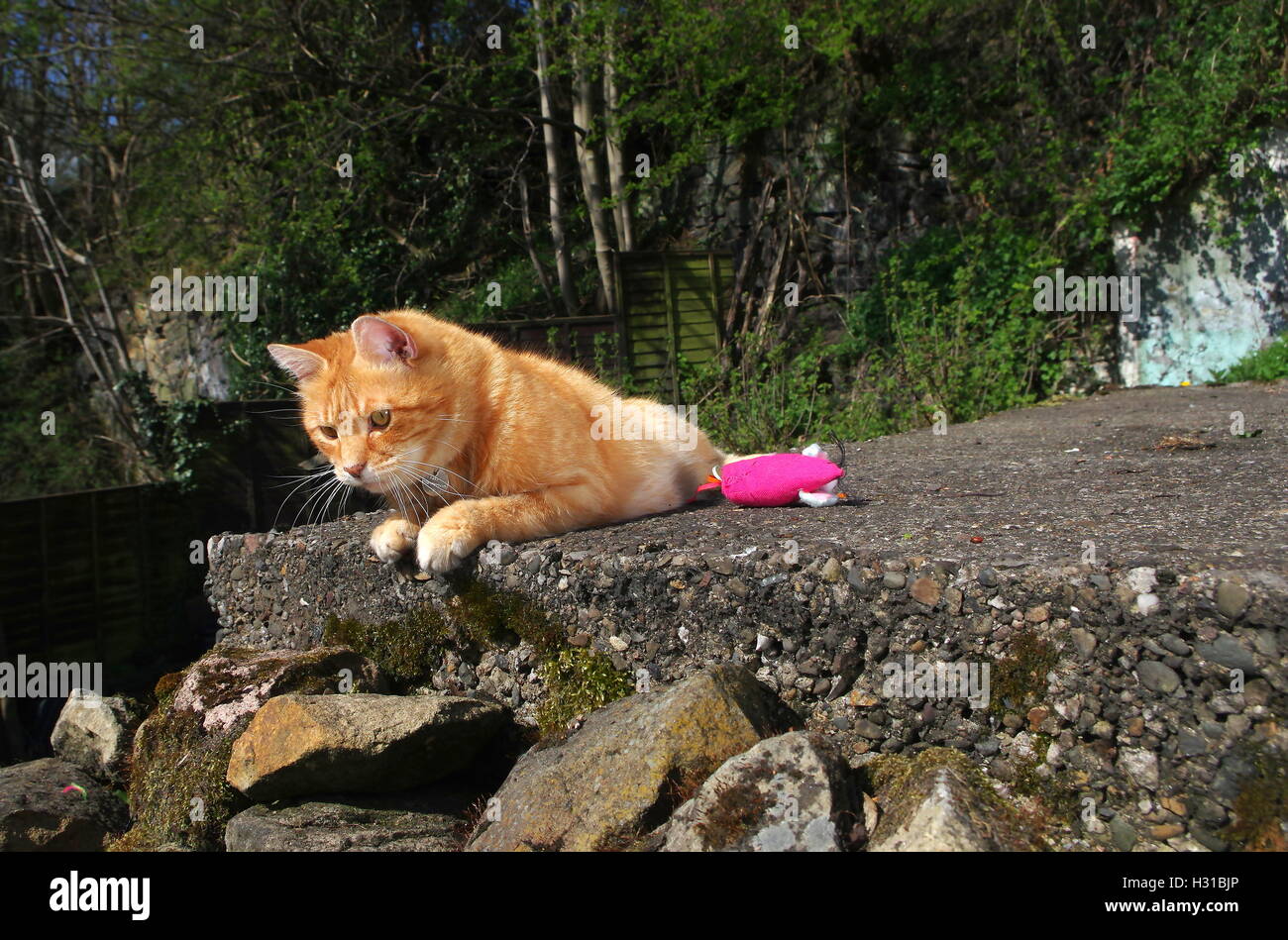 Lo zenzero cat giocando con mouse giocattolo Foto Stock
