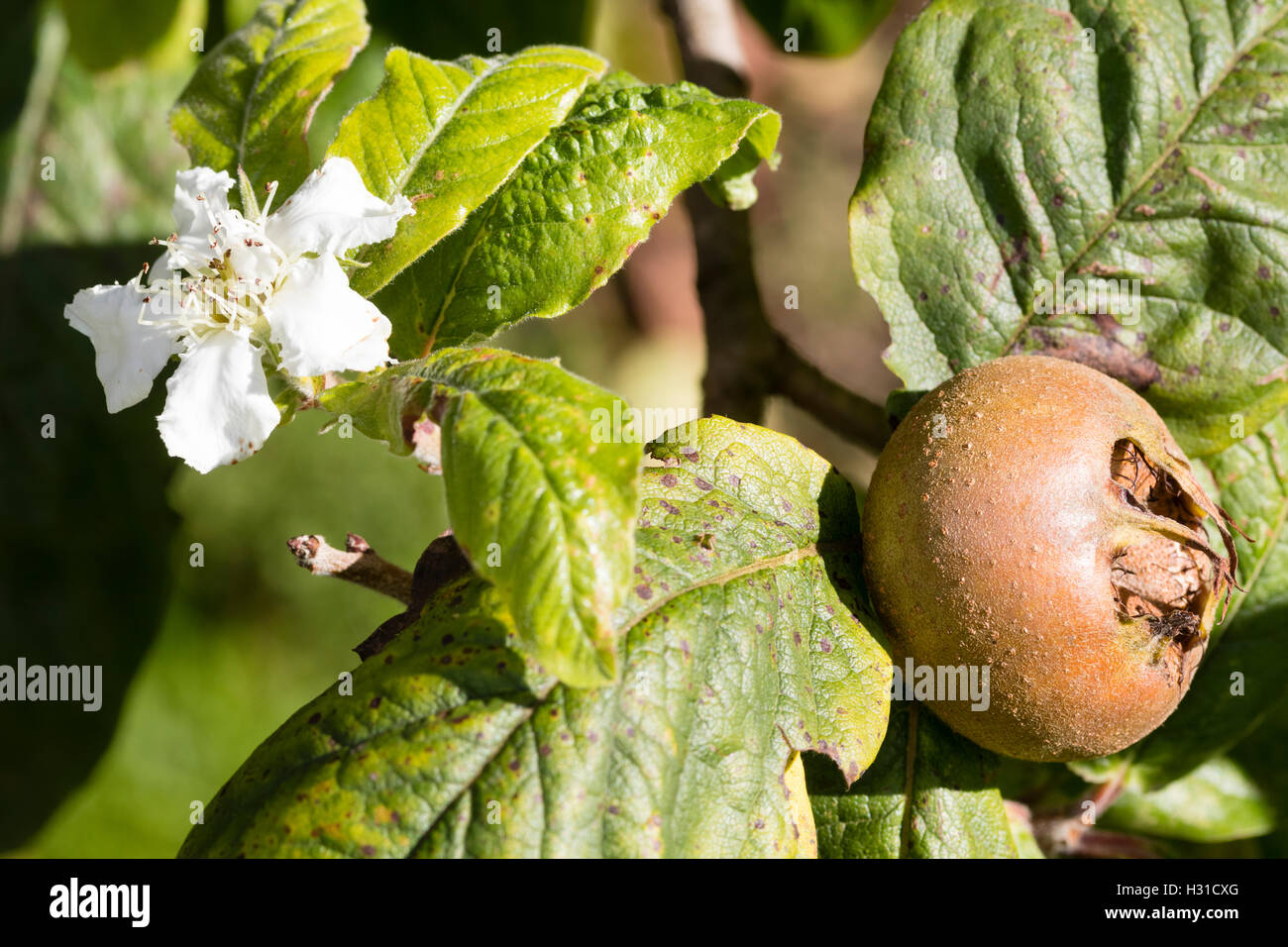 Autunno frutta e unico fuori stagione fiore della nespola, Mespilus germanica Foto Stock