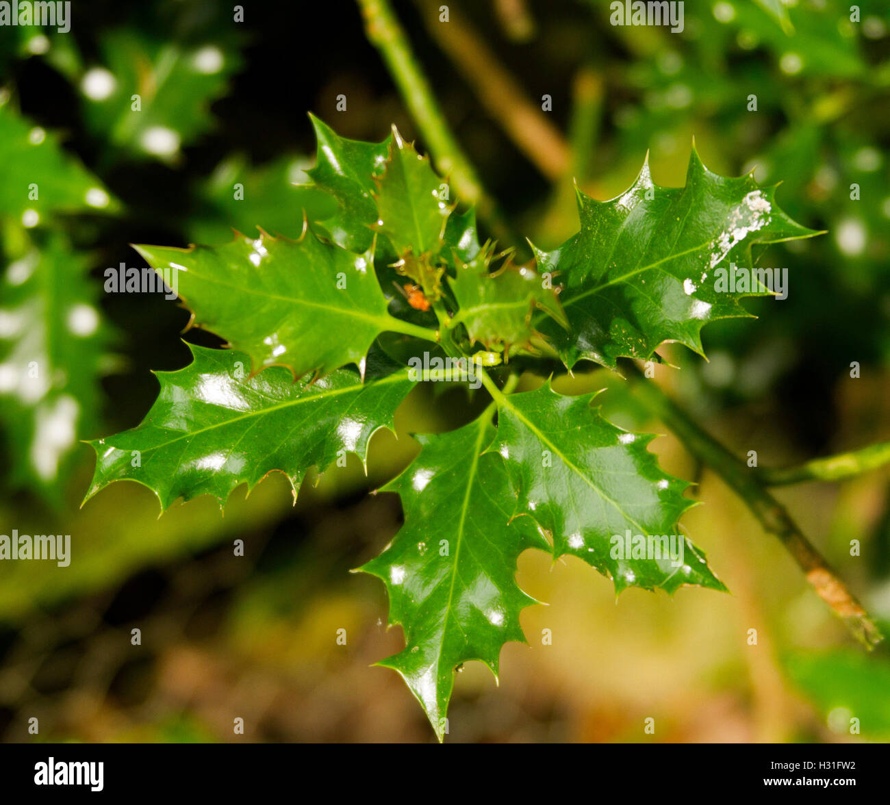 Cluster di lucida lucido verde vivace delle foglie di agrifoglio europeo, Ilex aquifolium, su sfondo scuro Foto Stock