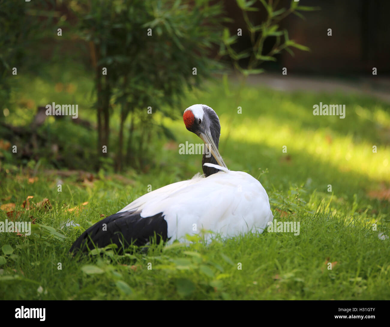 Big Red-crowned crane è un grosso uccello della zona asiatica Foto Stock