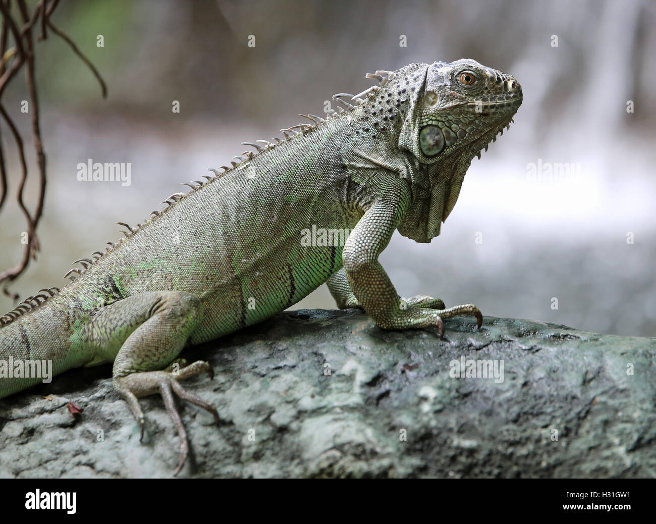 Grande iguana verde con gambe lunghe vicino alla cascata di foresta Foto Stock
