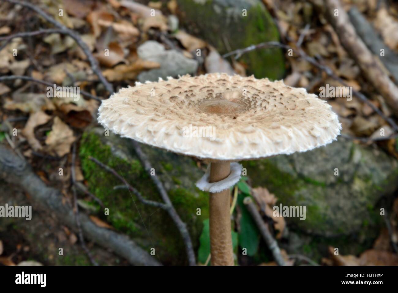 Ombrellone con tappo a fungo dettaglio Foto Stock