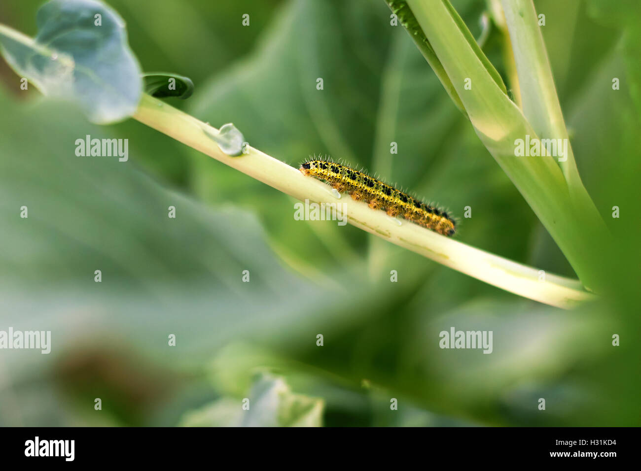 Caterpillar giallo su collard verdi stelo. Spazio di copia Foto Stock