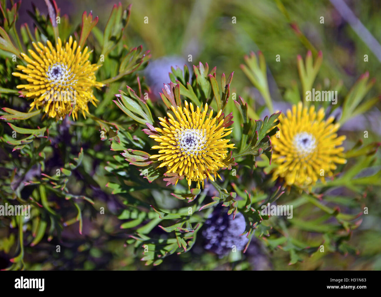 Fiori gialli della Australian Broad Leaf coscia (Isopogon anemonifolius), il Royal National Park, Sydney, Nuovo Galles del Sud Foto Stock